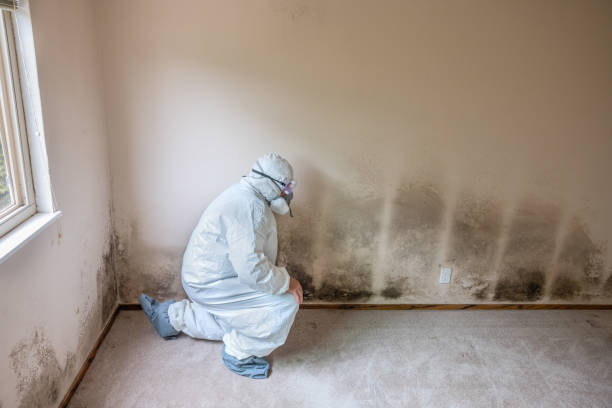 Biohazard Mold Removal in Galena, IL